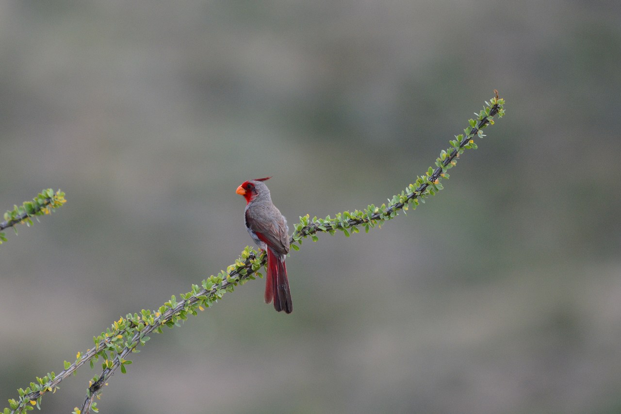 Cardinalis sinuatus Cardinalis sinuatus